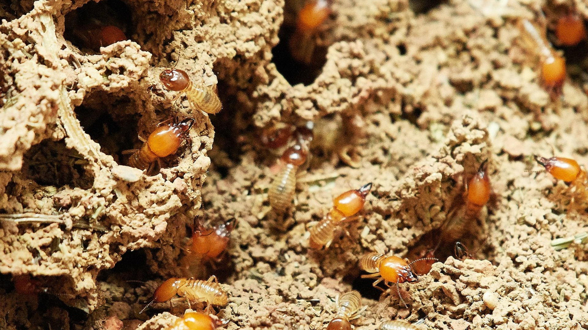 Comment lutter contre les termites ?