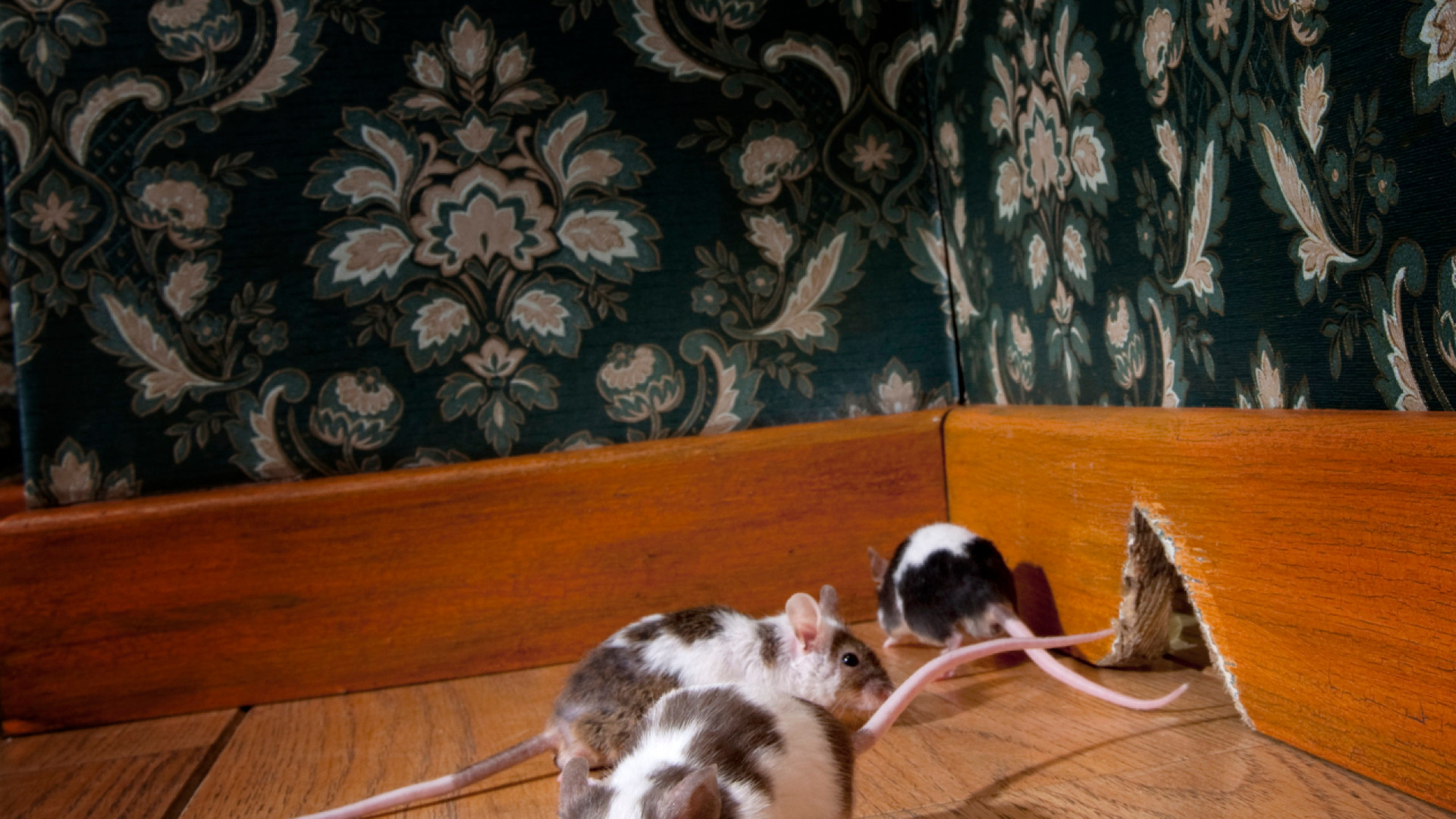 Comment se débarrasser efficacement des rats à rabat dans un appartement ou une maison ?
